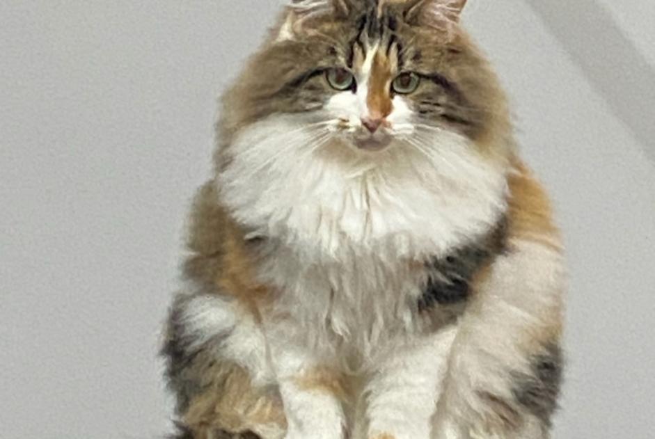 Disappearance alert Cat miscegenation  Female , 4 years Les Deserts France