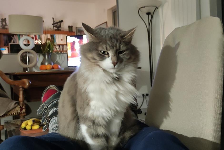 Disappearance alert Cat Female , 7 years Chambéry France