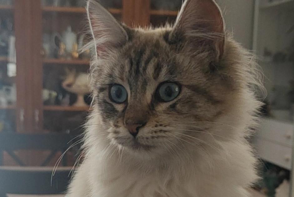 Disappearance alert Cat Female , 1 years Chambéry France