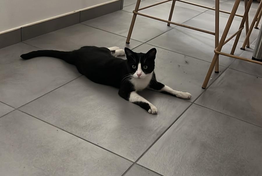 Alerta de Desaparición Gato cruce  Hembra , 4 años Chambéry Francia