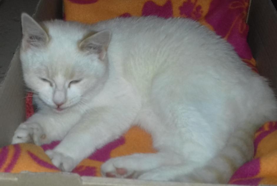 Alerta de Hallazgo Gato Macho , Entre 4 y 6 meses Saint-Pierre-d'Alvey Francia