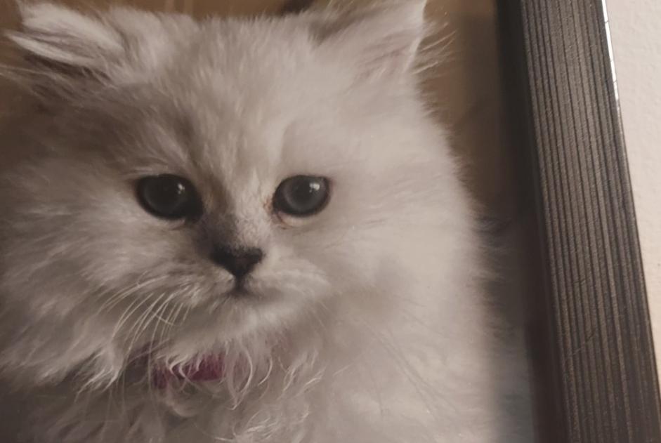 Alerta de Desaparición Gato  Hembra , 2 años Saint-Pierre-d'Alvey Francia