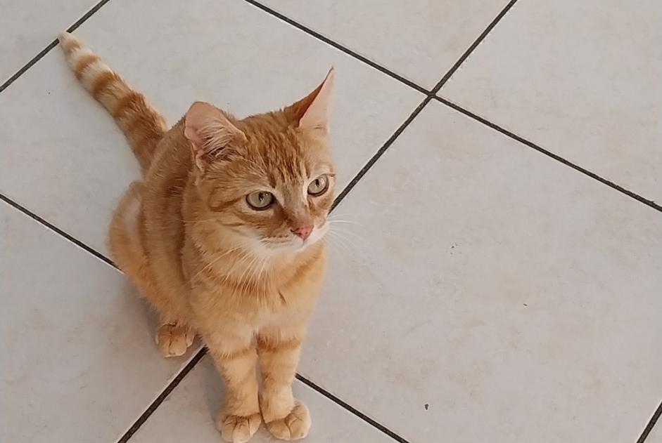 Alerta de Desaparición Gato Hembra , 1 años Challes-les-Eaux Francia