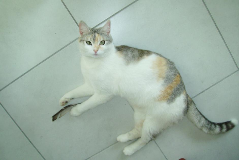 Alerte Disparition Chat croisement  Femelle , 12 ans Chambéry France