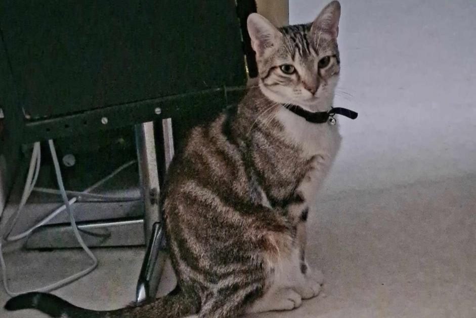 Alerte Disparition Chat  Mâle , 1 ans La Ravoire France