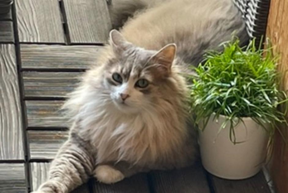 Alerte Disparition Chat Femelle , 8 ans Chambéry France Alerte Disparition Chat Femelle , 8 ans Chambéry France