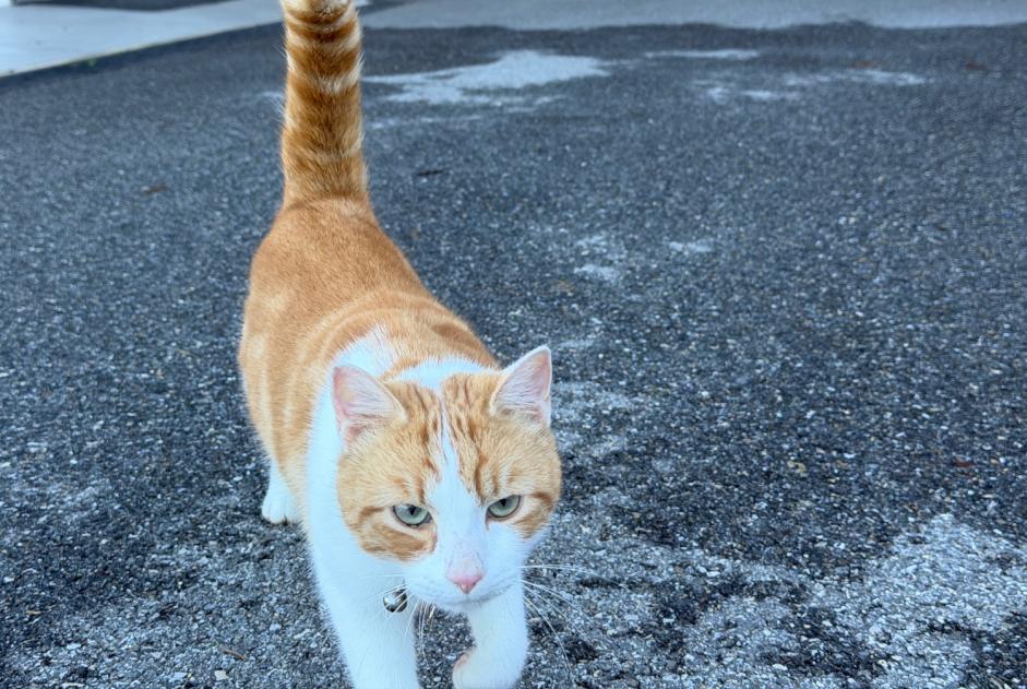 Ontdekkingsalarm Kat Onbekend Attignat-Oncin Frankrijk