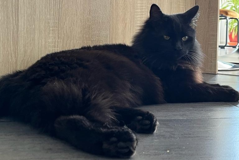 Alerta desaparecimento Gato cruzamento  Macho , 1 anos Entrelacs France