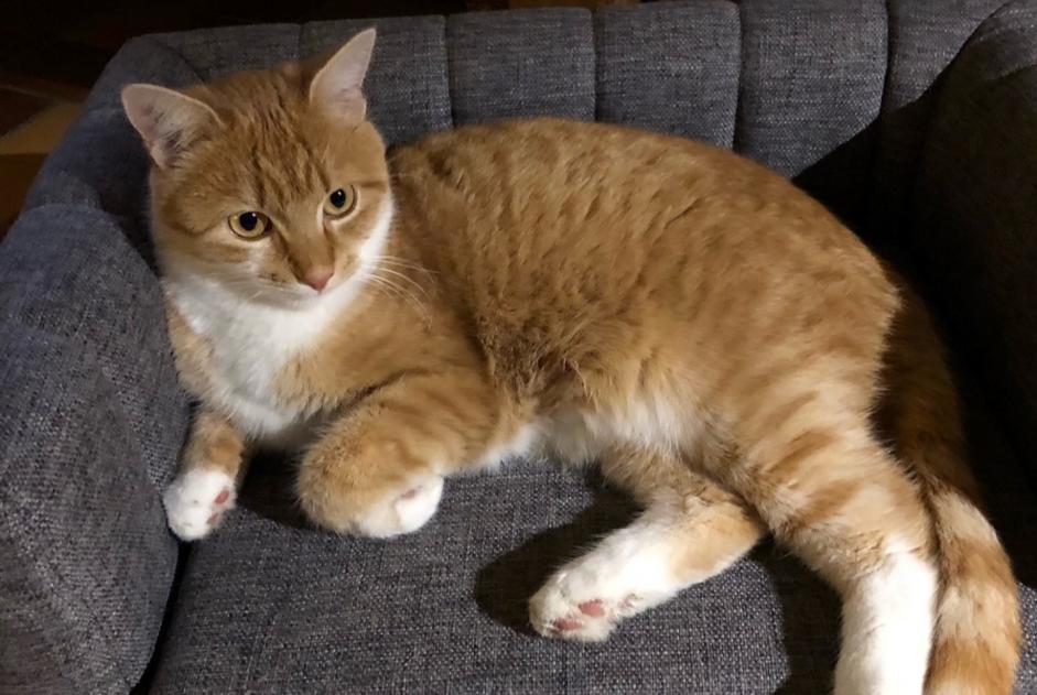 Alerta desaparecimento Gato Fêmea , 3 anos Aix-les-Bains France Alerta desaparecimento Gato Fêmea , 3 anos Aix-les-Bains France