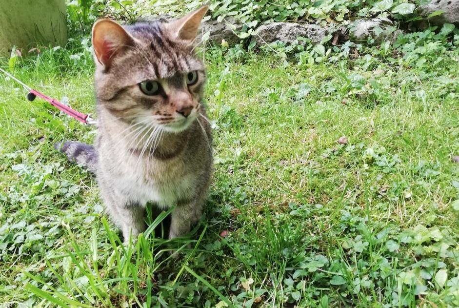 Alerta desaparecimento Gato  Macho , 8 anos La Ravoire France
