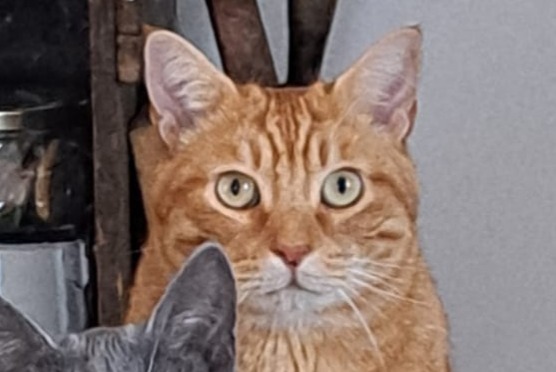 Alerta desaparecimento Gato Macho , 6 anos La Motte-Servolex France